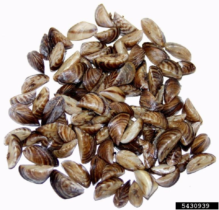 herd of zebra mussels