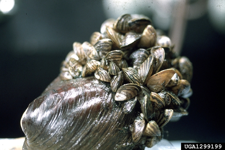 zebra mussels on a native mussel