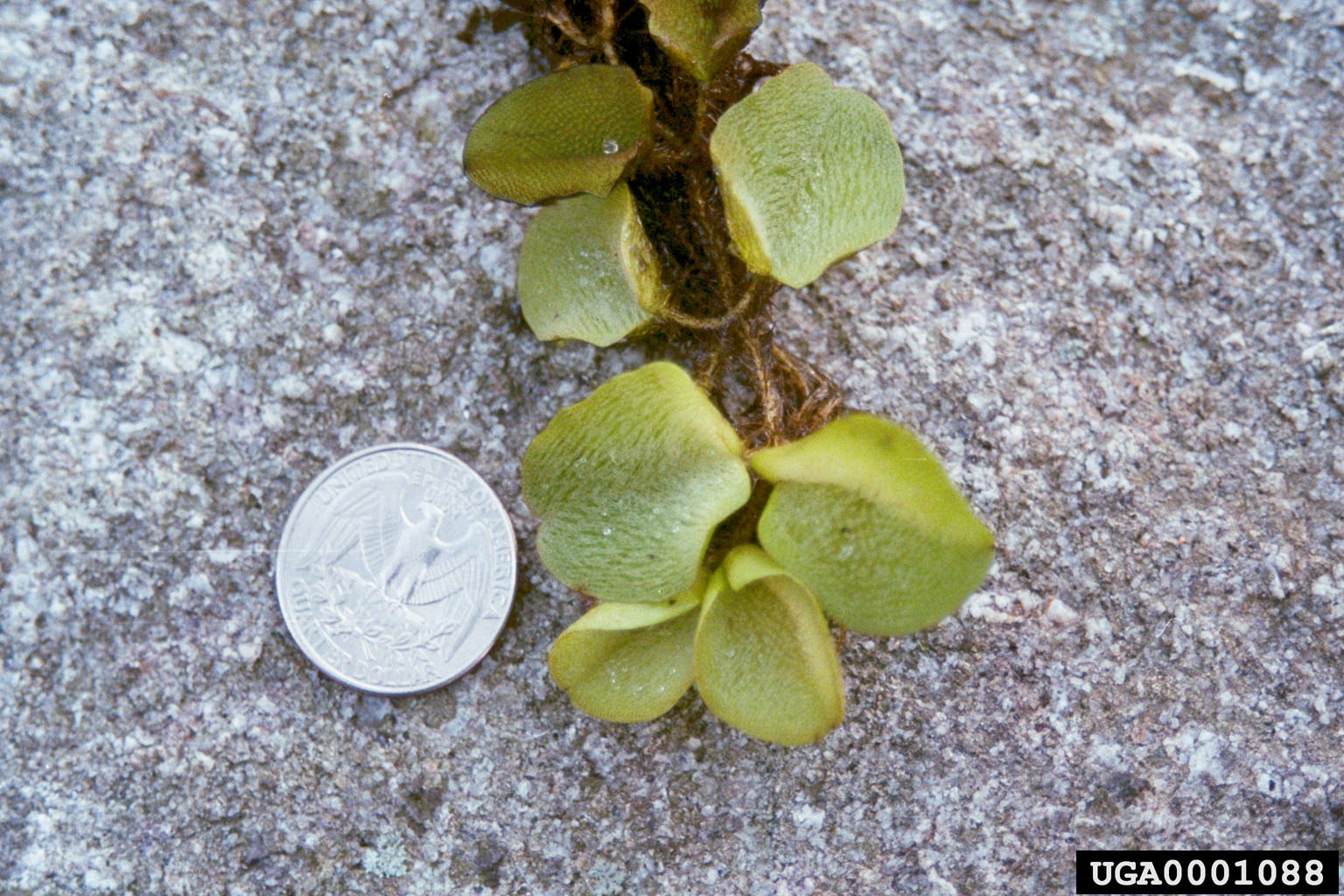 giant salvinia