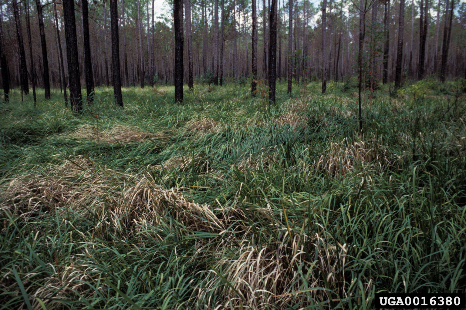 cogon grass leaning mat