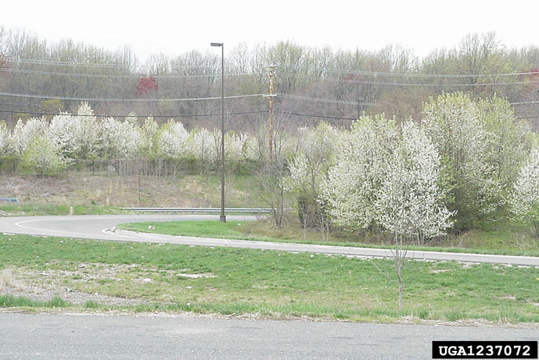 Callery pear infestation