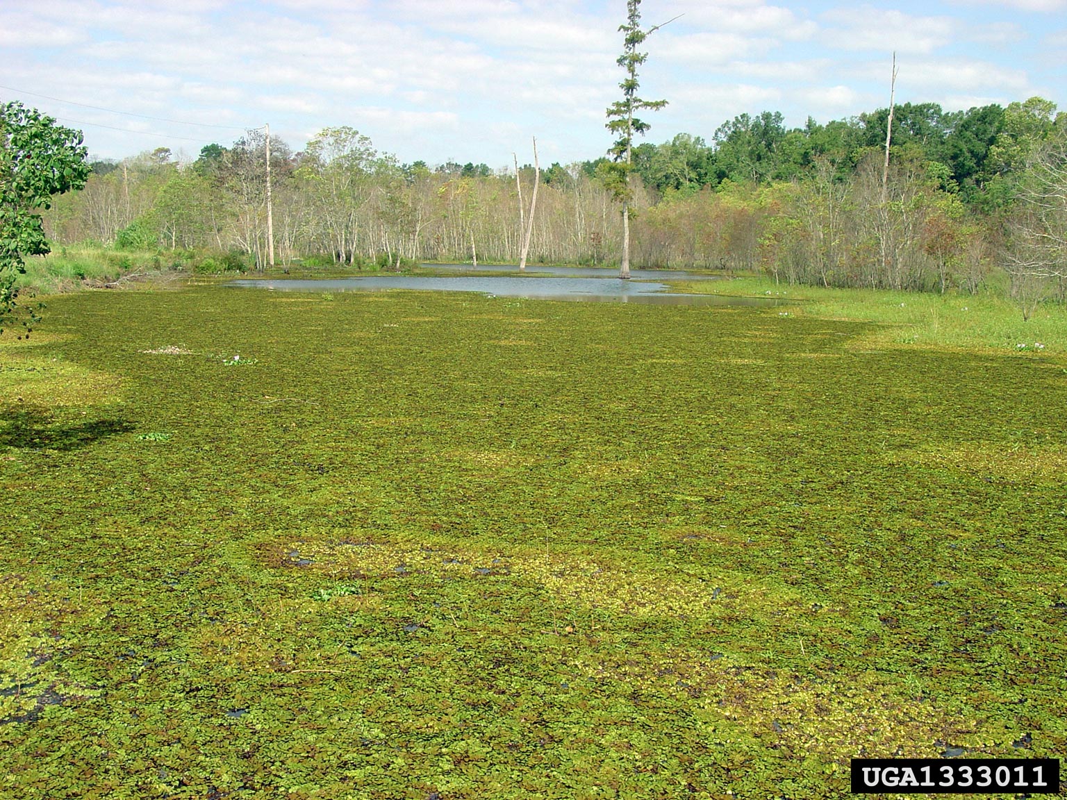 giant salvinia