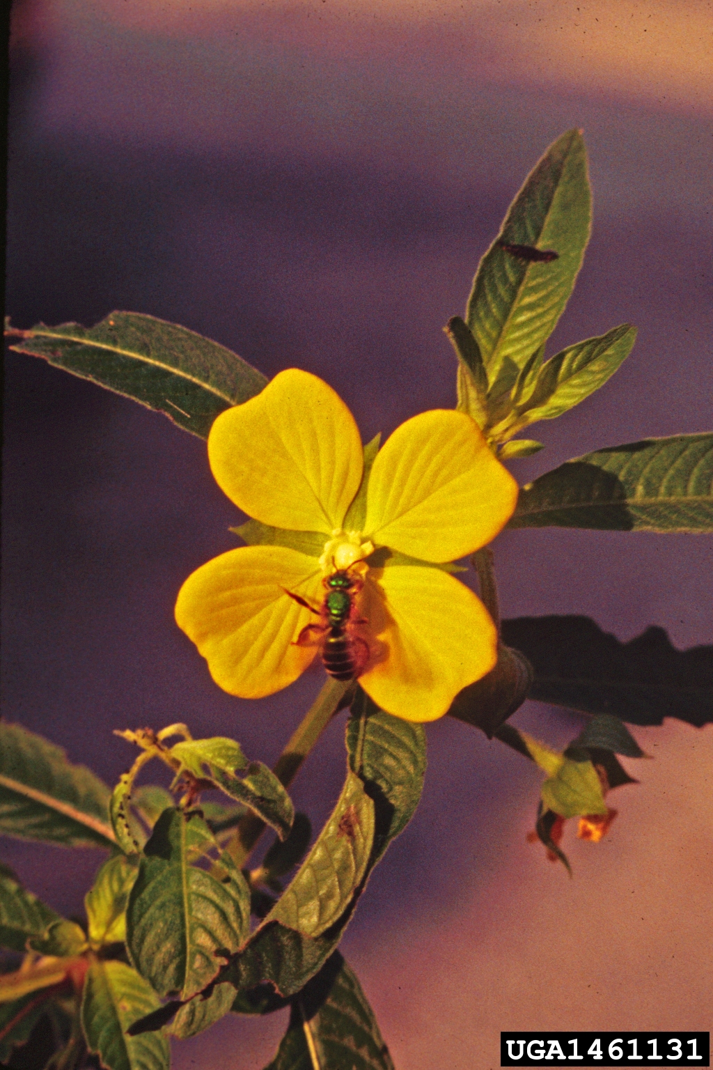 large-flowered primrose willow