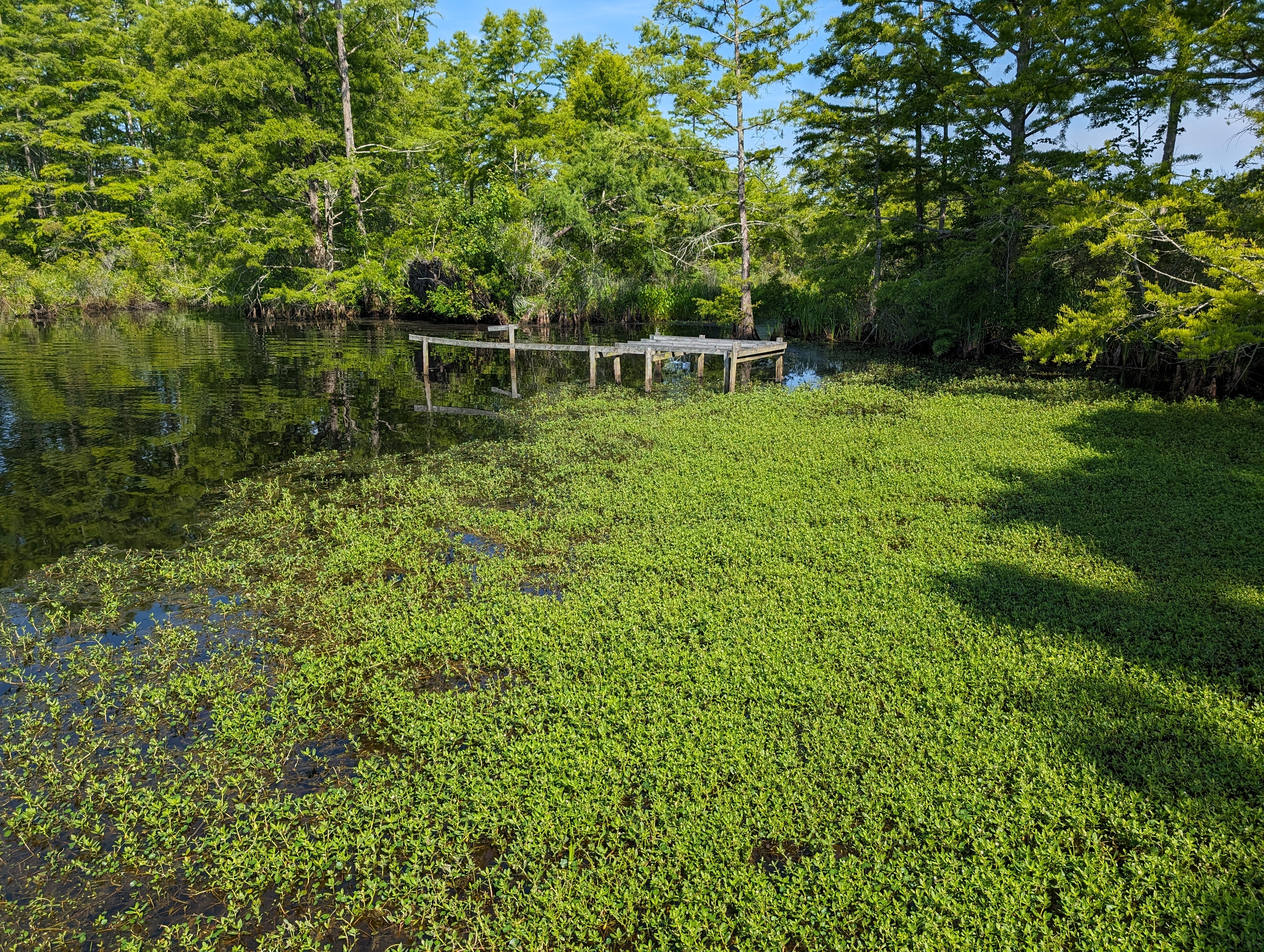 Alligatorweed infestation spreading across stream surface at Northwest River Natural Area Preserve
