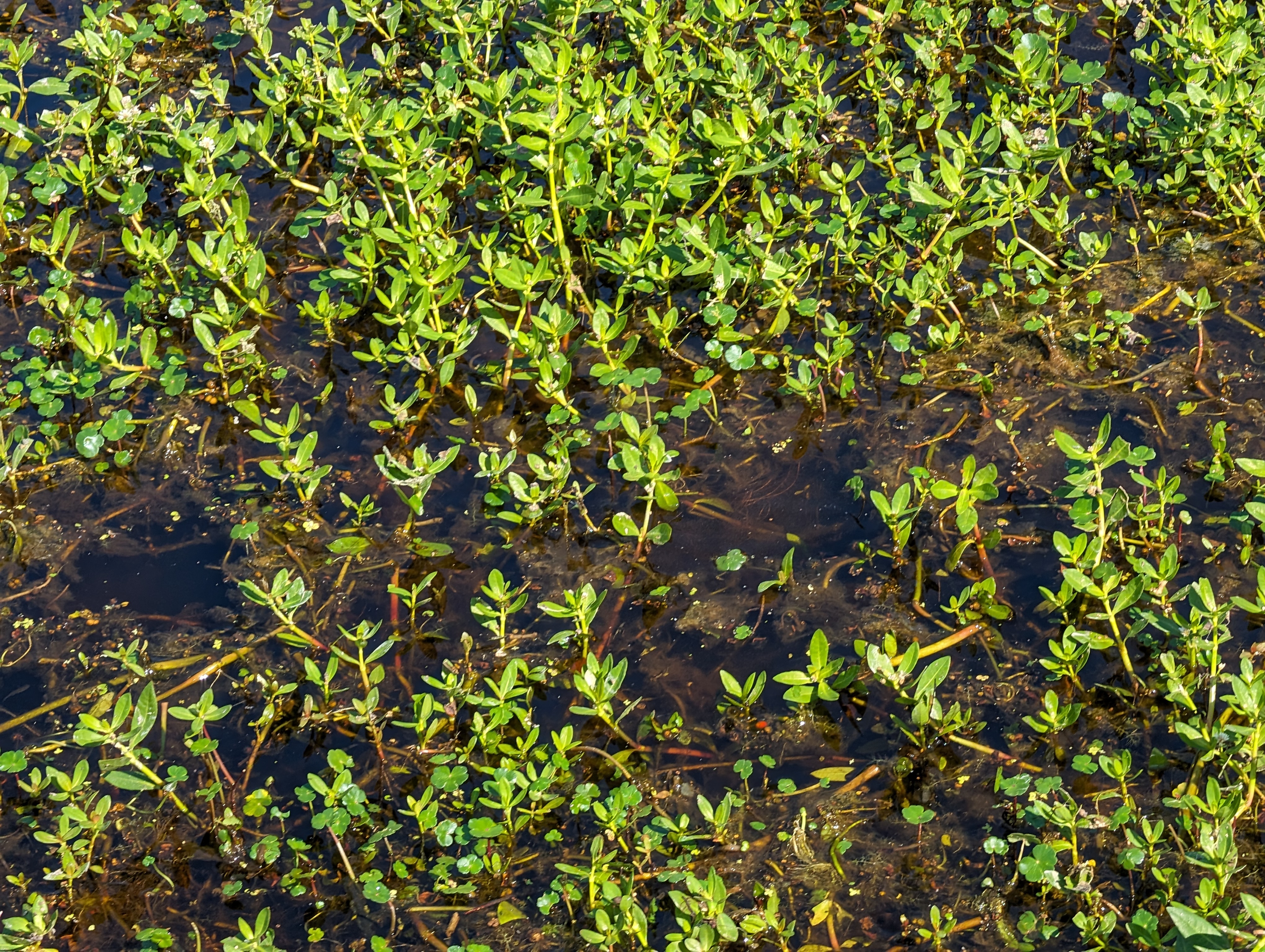 Alligatorweed stems and leaves forming mat