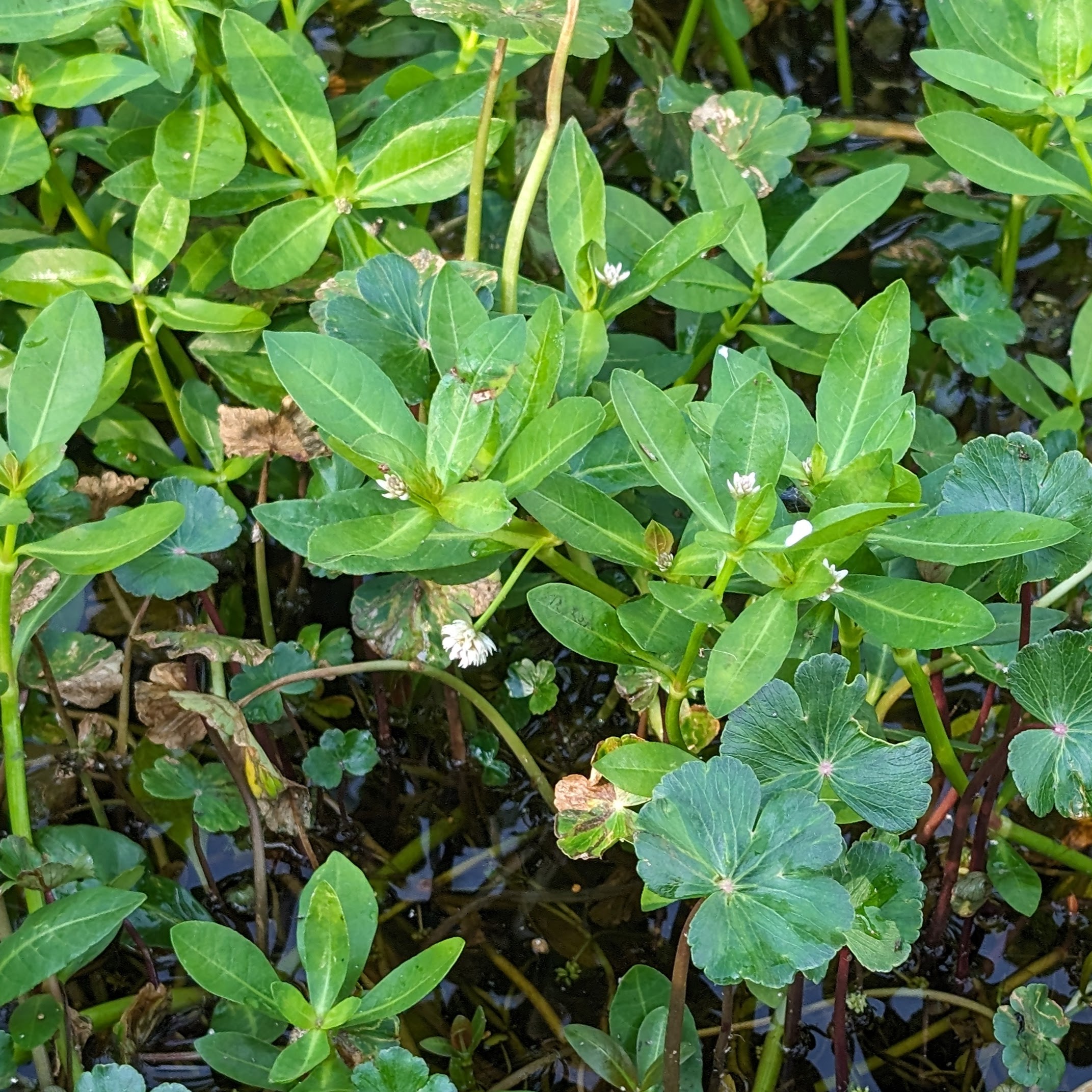 Alligatorweed