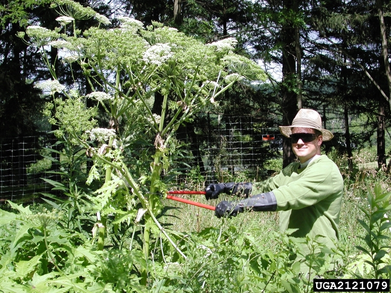 giant hogweed scale