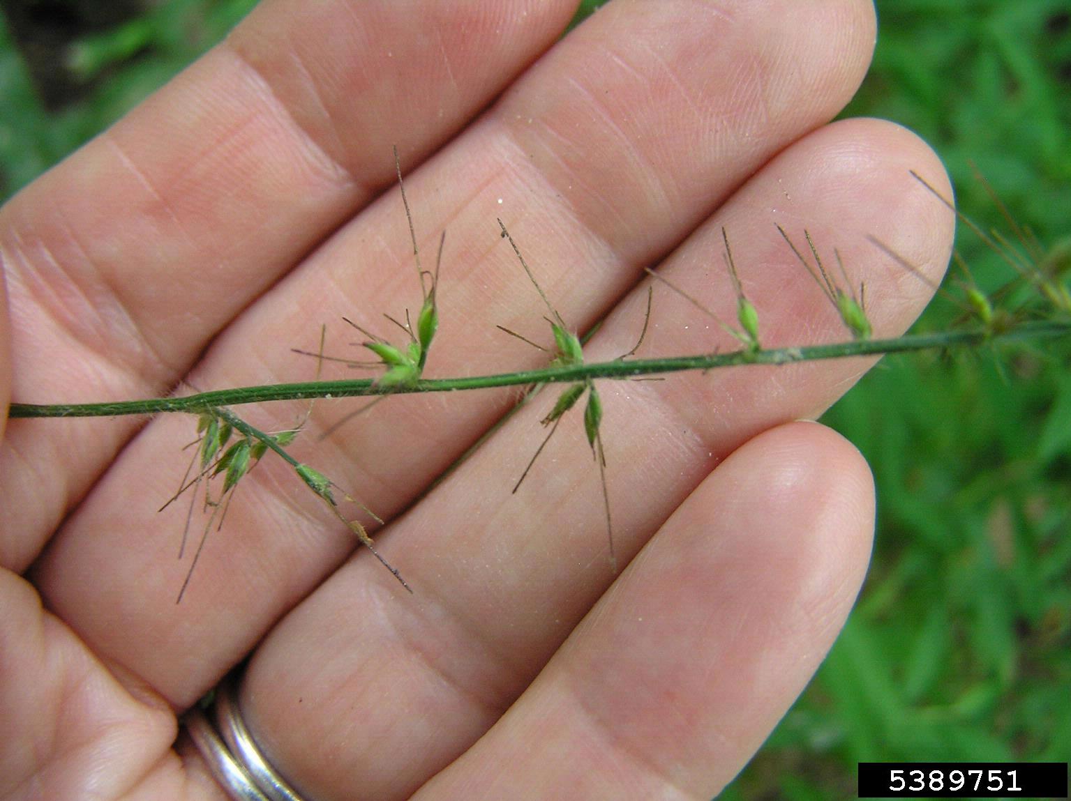 wavyleaf grass seed
