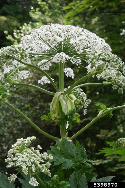 giant hogweed flower