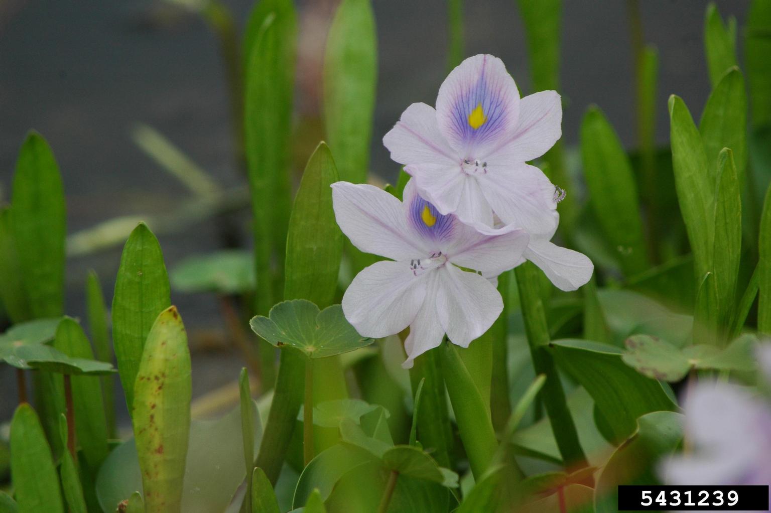 water hyacinth flower