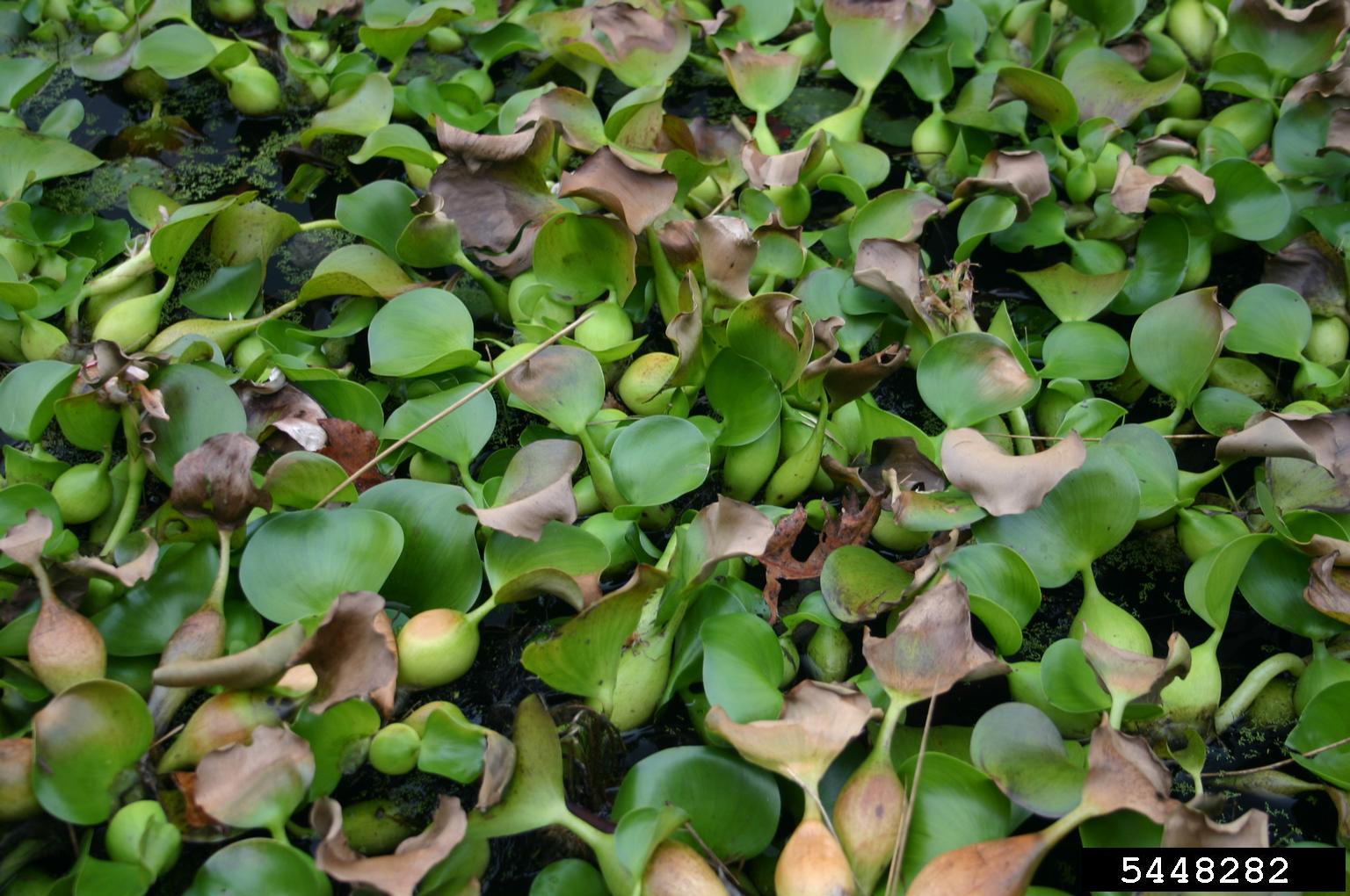 water hyacinth