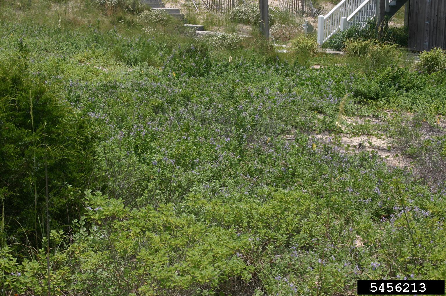 beach vitex