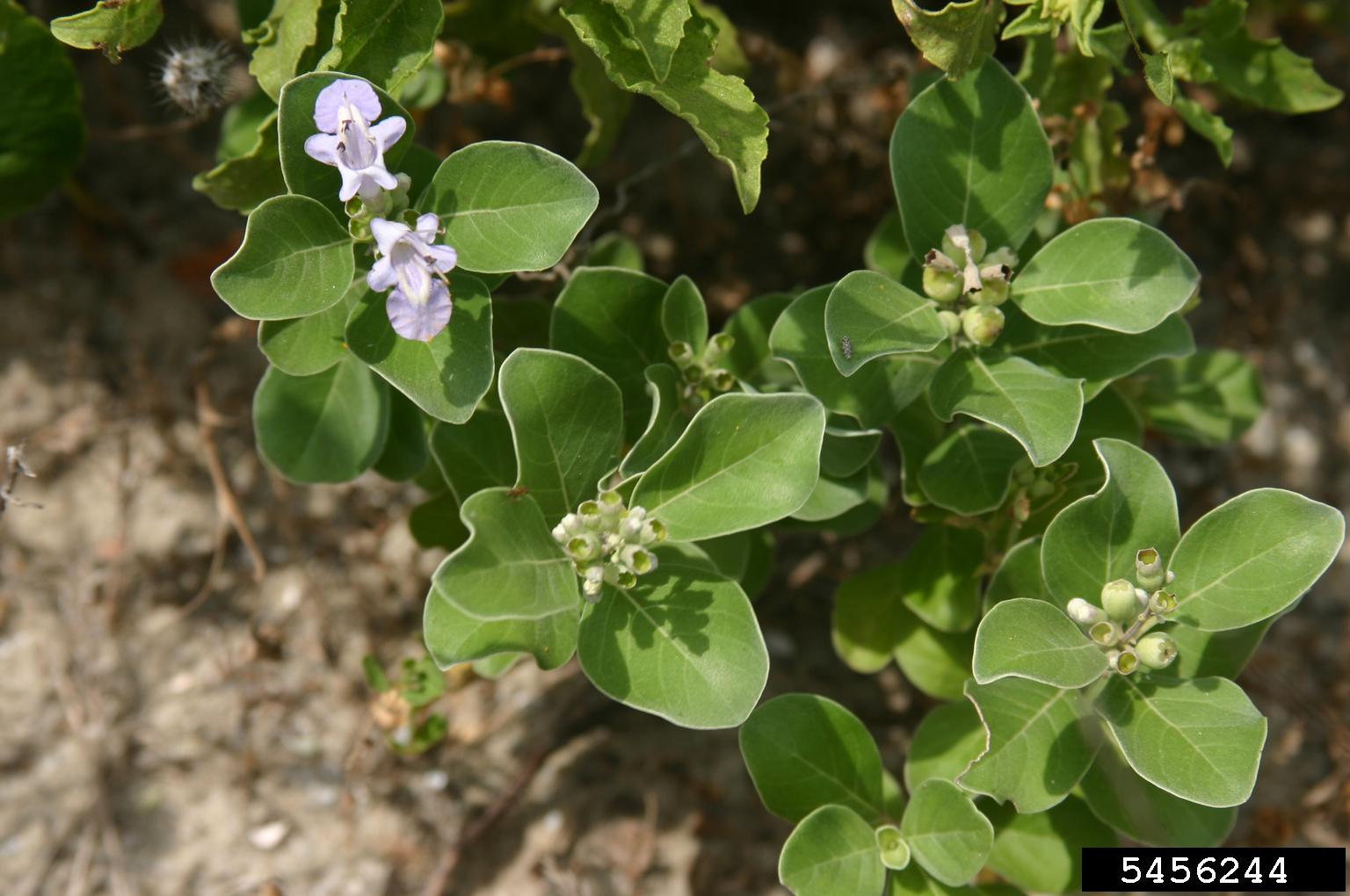 beach vitex