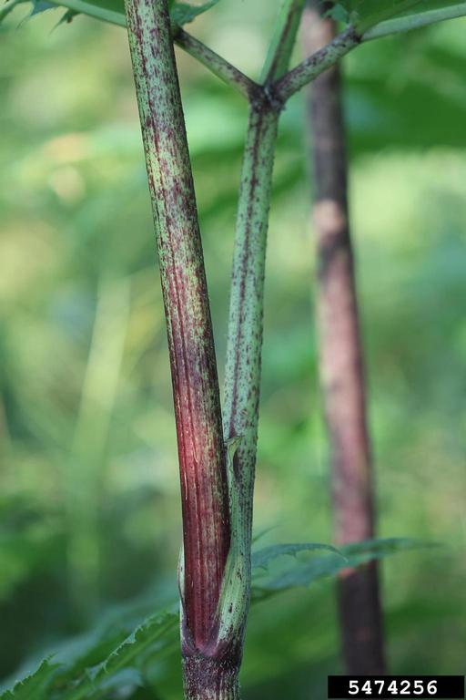 giant hogweed stem