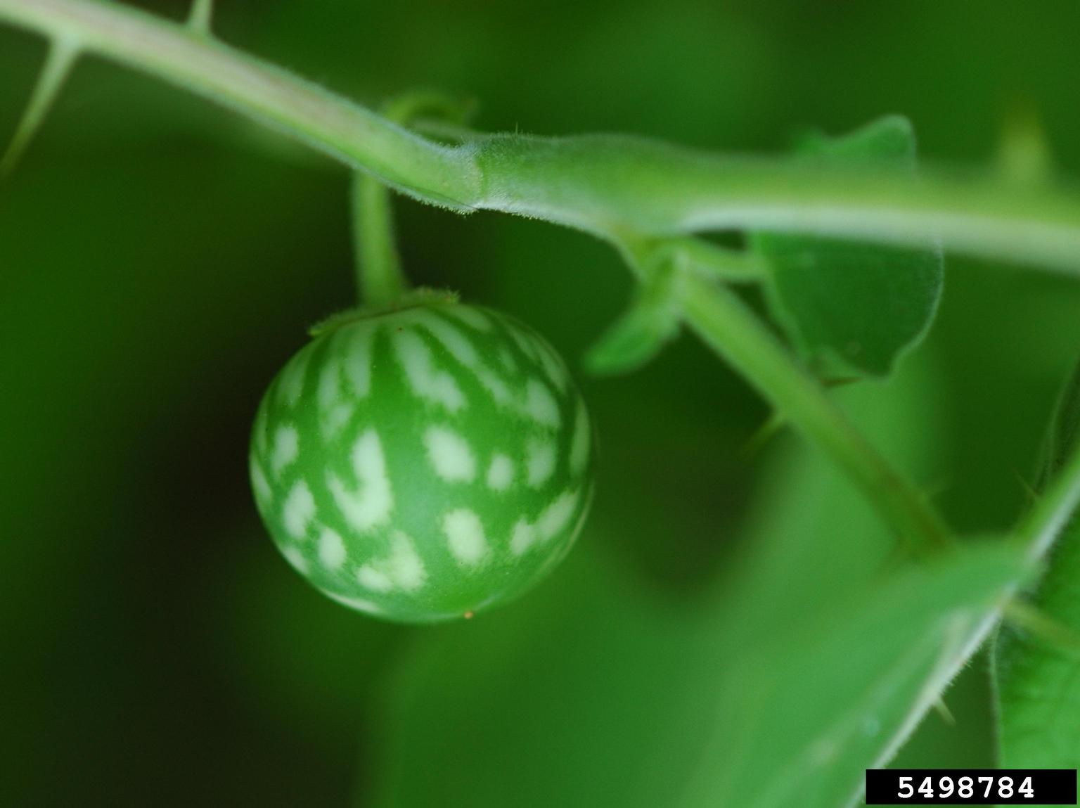 soda apple