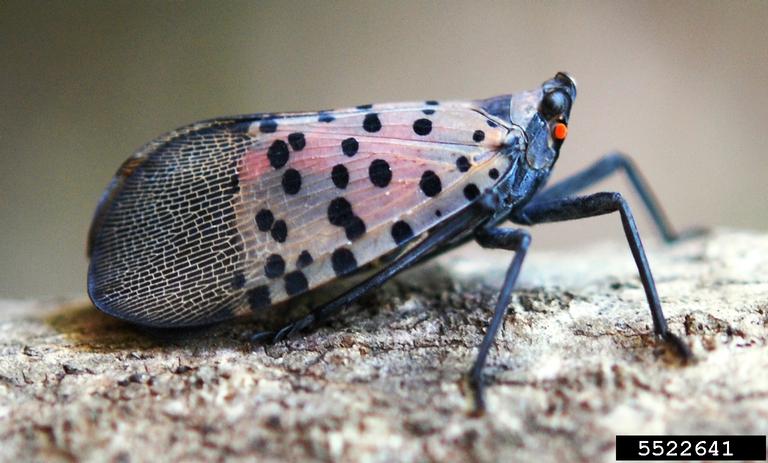 Adult SLF with folded wings