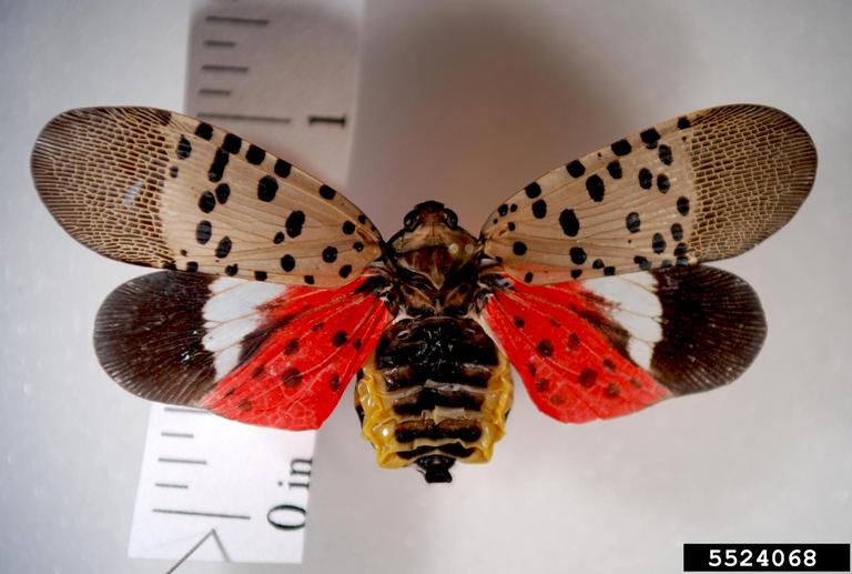 spotted lanternfly