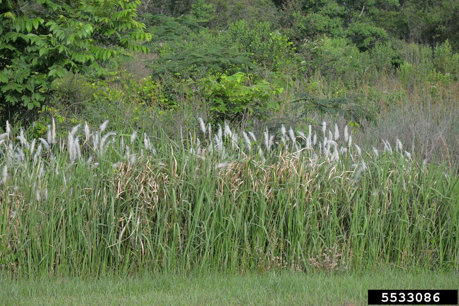 cogon grass