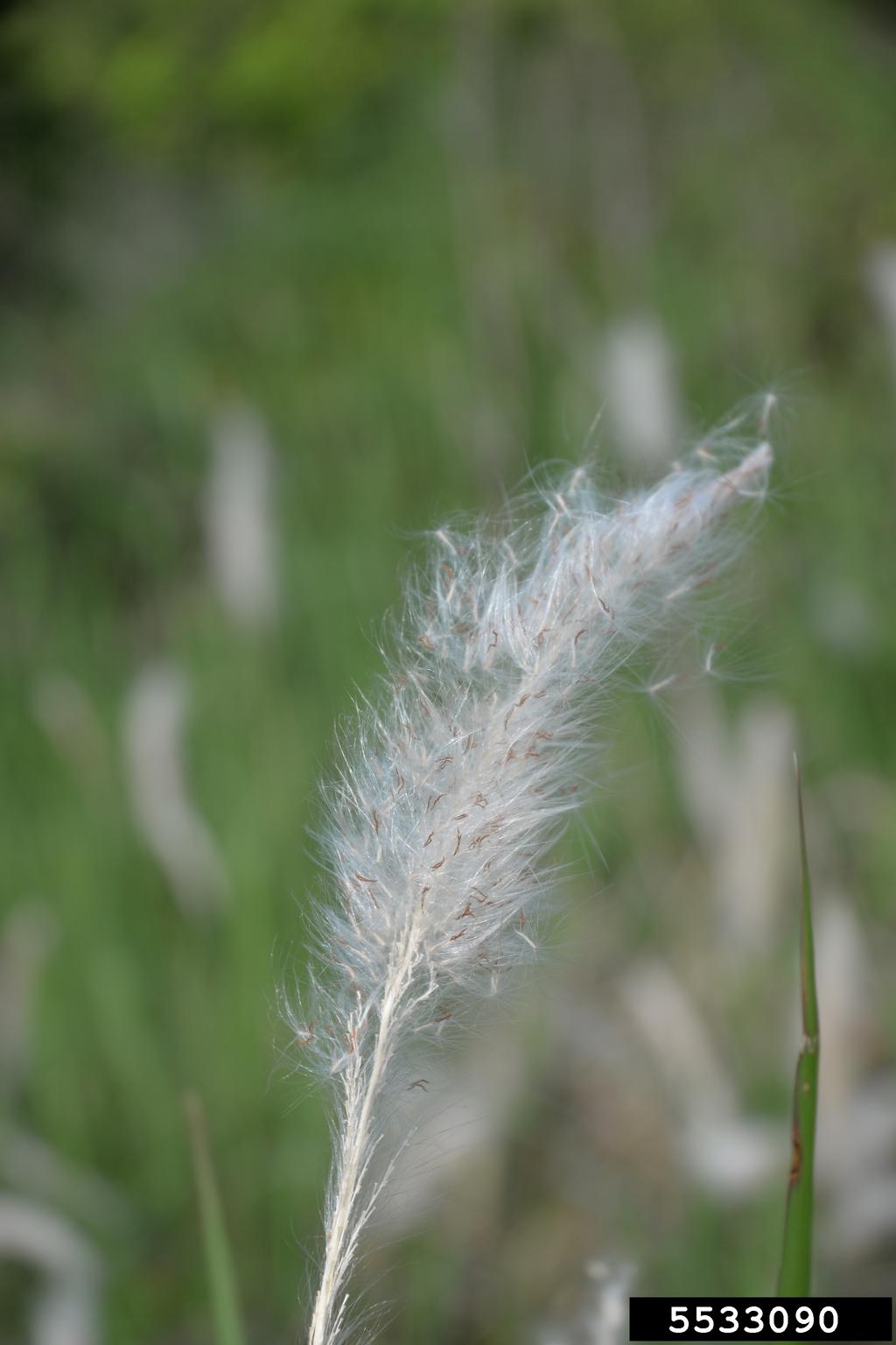 cogon grass infloresence