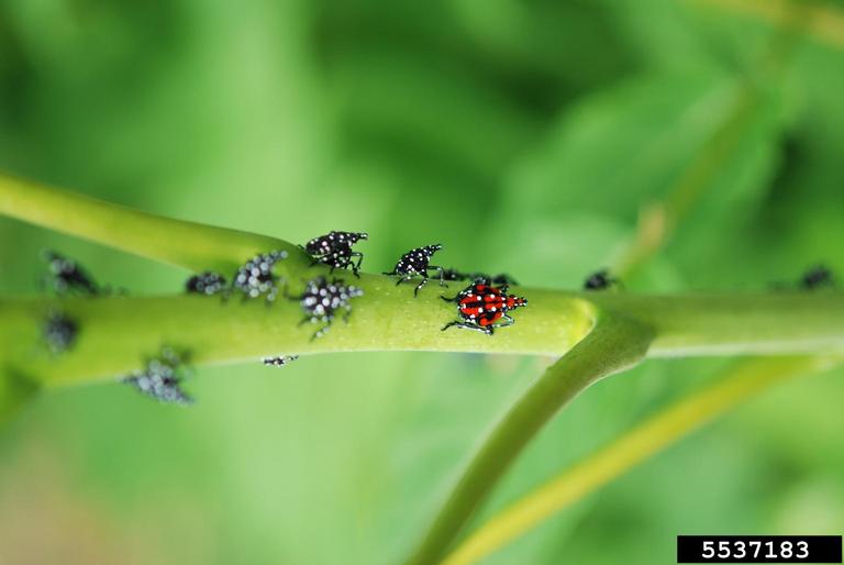 SLF nymph stage with white spots