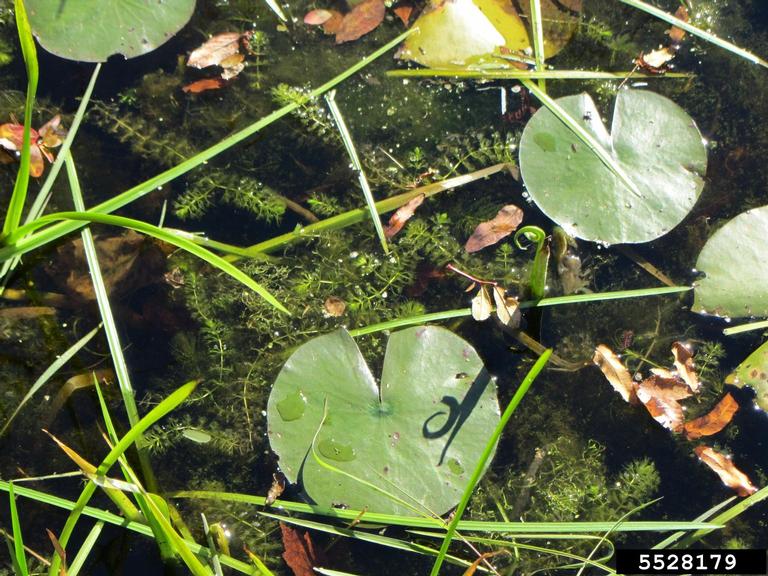 waterwheel infestation