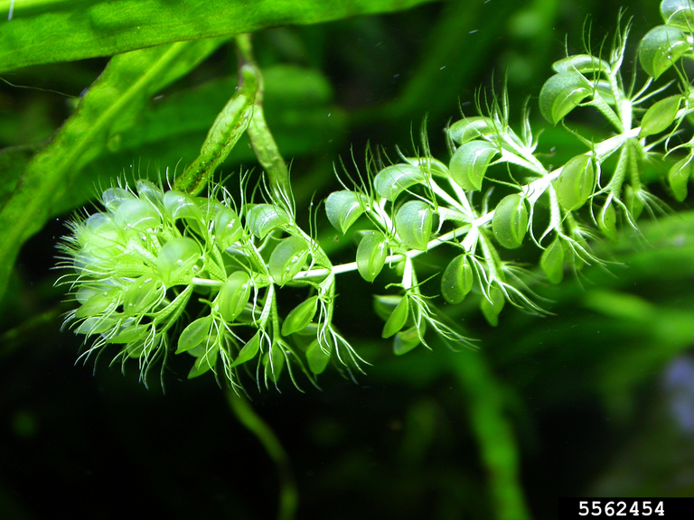 waterwheel plant photo