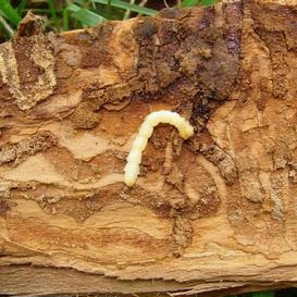 EAB larvae