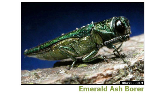 emerald ash borer