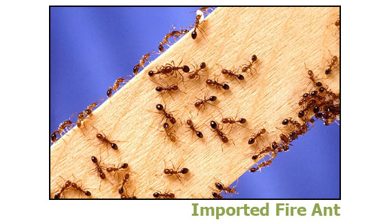 Fire ant border check call - InDaily