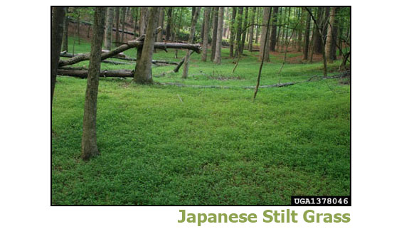 Japanese Stilt Grass