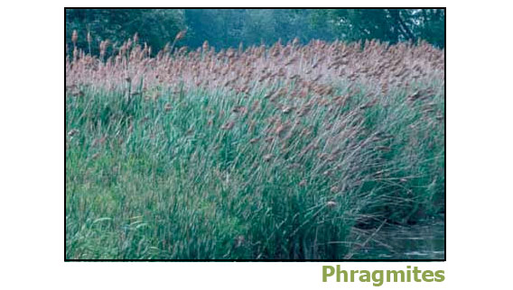 phragmites