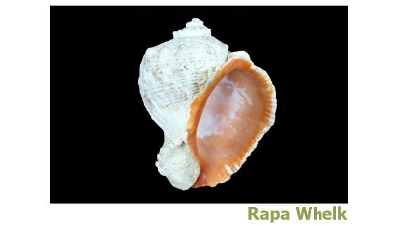 Rapa Whelk