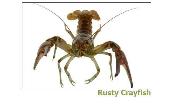 Rusty Crayfish