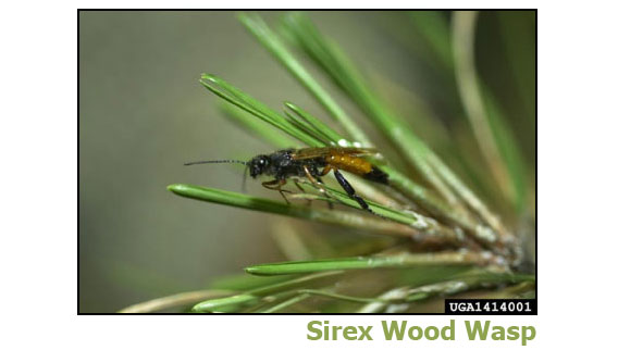 sirex wood wasp