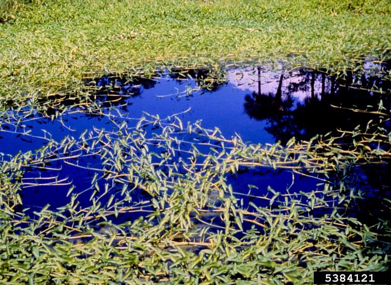 water spinach