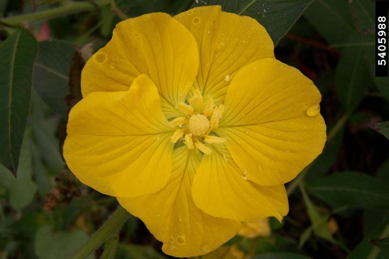 Water Primrose