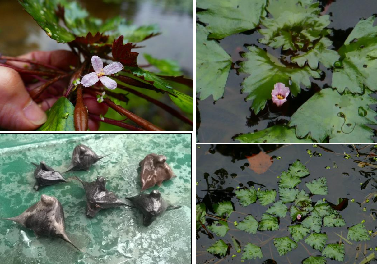 two-horned water chestnut flower, fruit, and leaves