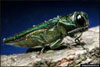 Emerald Ash Borer