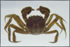 Chinese Mitten Crab