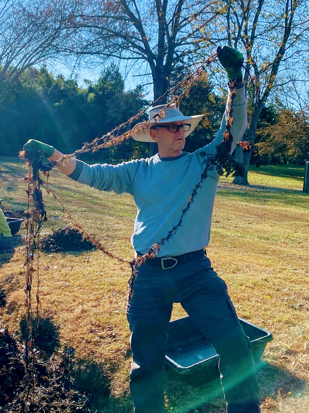 two-horned trapa roots